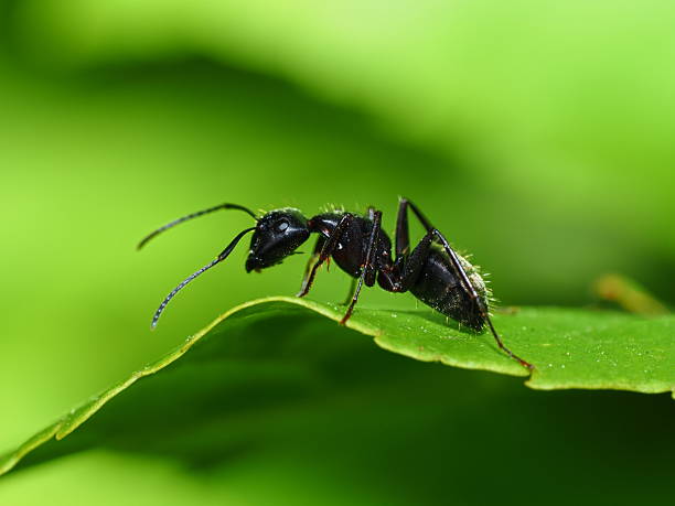 fourmi noire de jardin